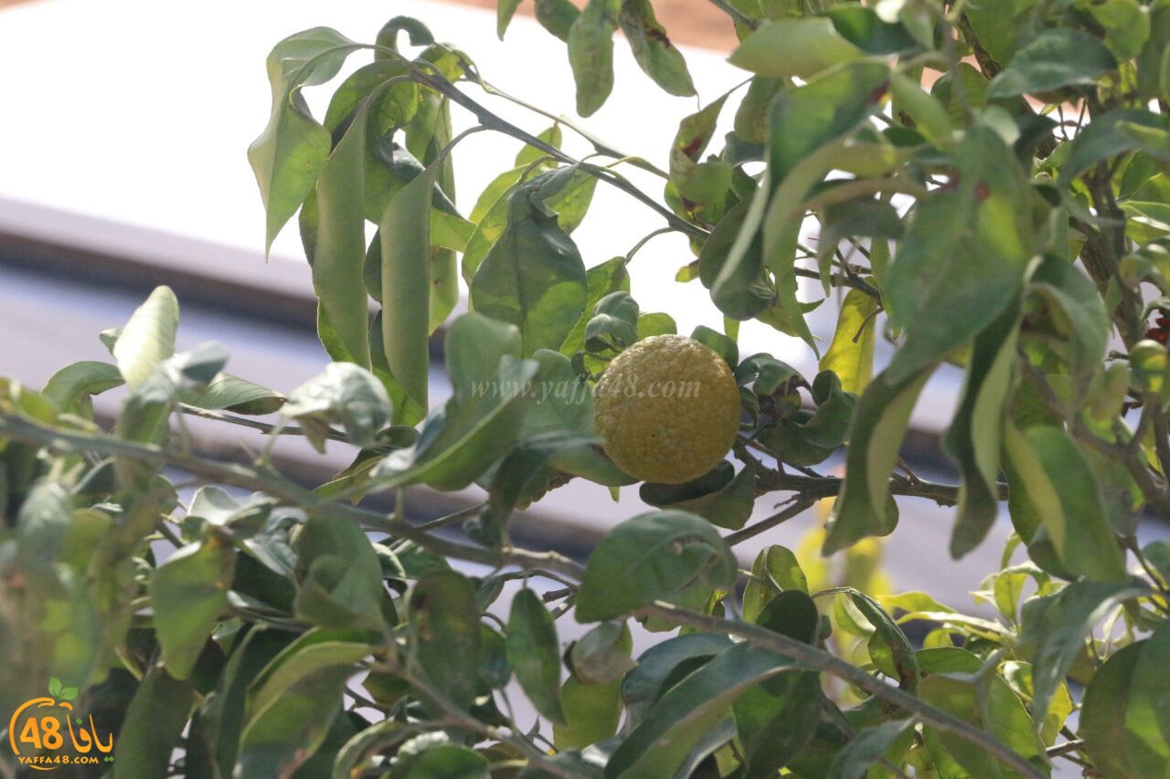 trees on tasoo (13).jpg